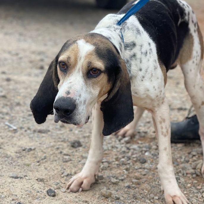 Aztec, an adoptable Foxhound Mix in Milford, CT_image-2
