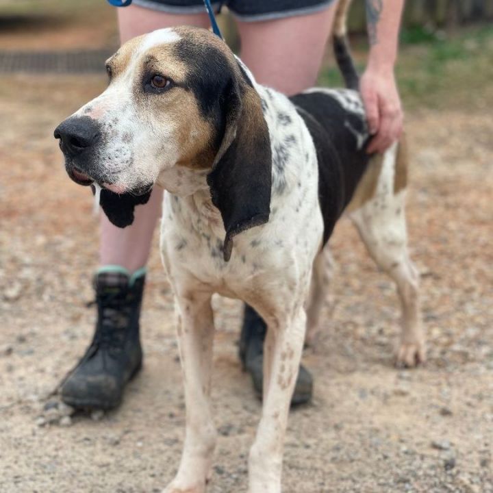 Aztec, an adoptable Foxhound Mix in Milford, CT_image-3