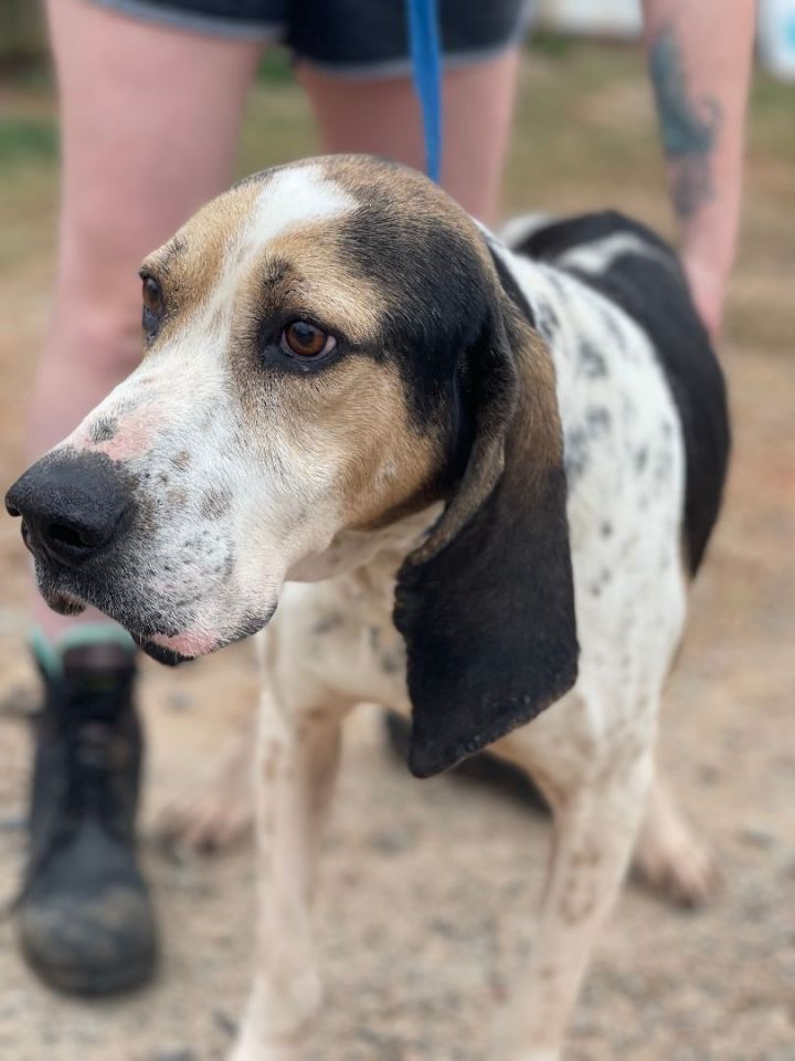 Aztec, an adoptable Foxhound Mix in Milford, CT_image-6