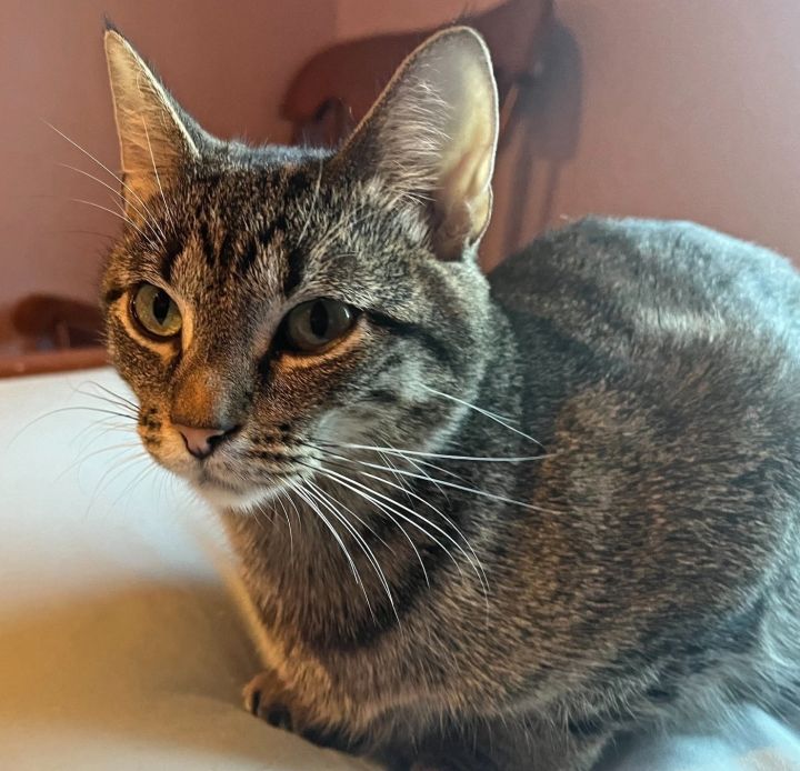 Phoebe 3