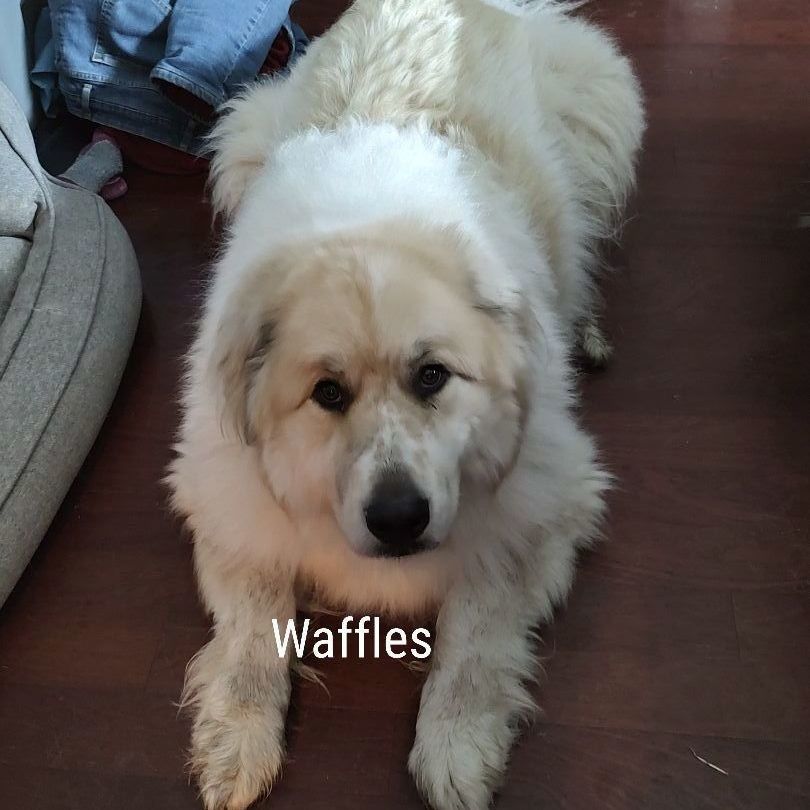 Waffles Western Ma detail page