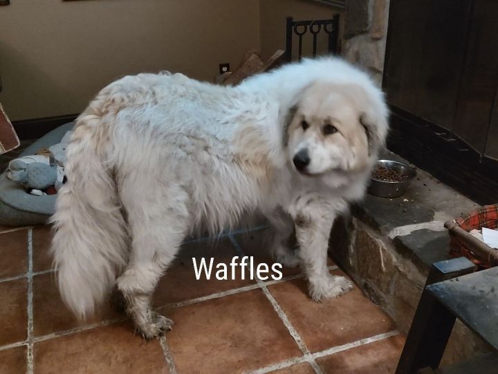 Waffles - Western MA, an adoptable Great Pyrenees in Lee, MA_image-3