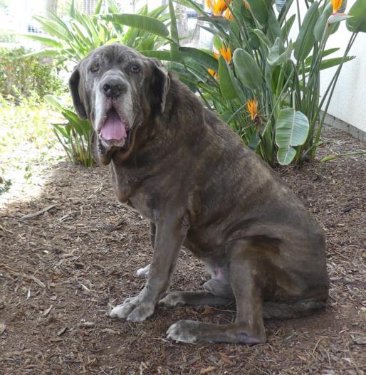 BUBBA, an adoptable Neapolitan Mastiff in San Pedro, CA_image-1
