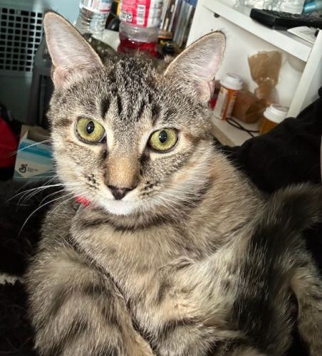 Spitfire                            , an adoptable Torbie & Domestic Short Hair Mix in Bethlehem, PA_image-1