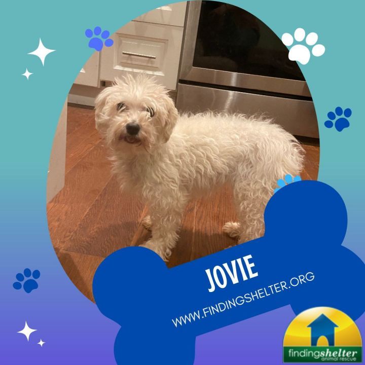 Jovie, an adoptable Maltese & Miniature Poodle Mix in Norristown, PA_image-2