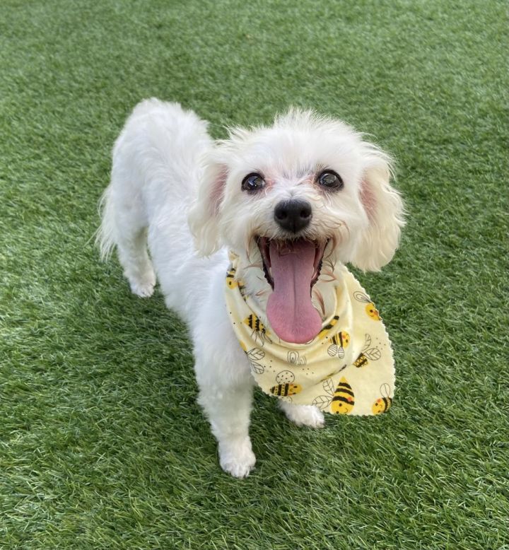 Jovie, an adoptable Maltese & Miniature Poodle Mix in Norristown, PA_image-1