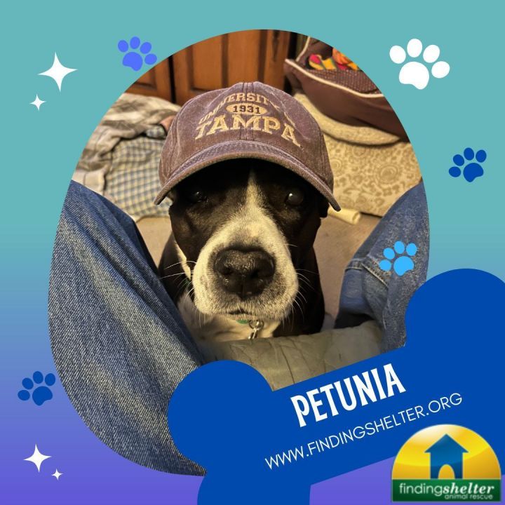 Petunia, an adoptable Terrier & Black Labrador Retriever Mix in Norristown, PA_image-3