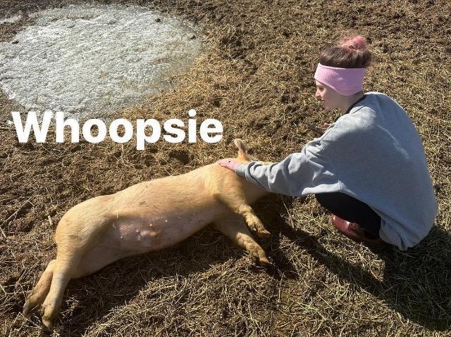 Whoopsie, an adoptable Pig in Eagle Mountain, UT_image-1