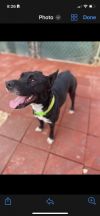 Selise (foster to adopt)