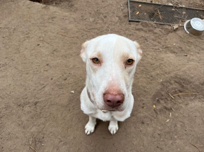 Goldie (foster to adopt)