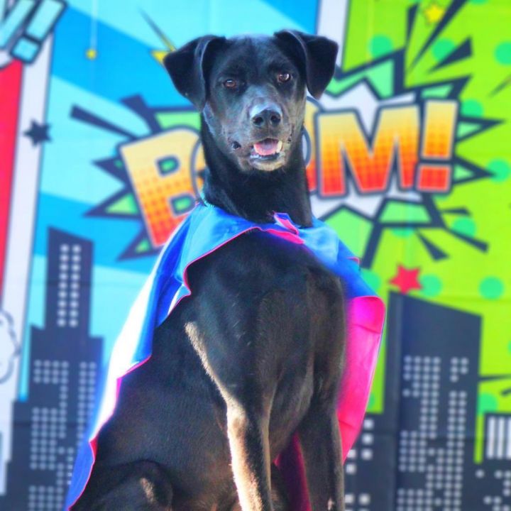 Lahey JuM, an adoptable Great Dane & Black Labrador Retriever Mix in Austin, TX_image-4