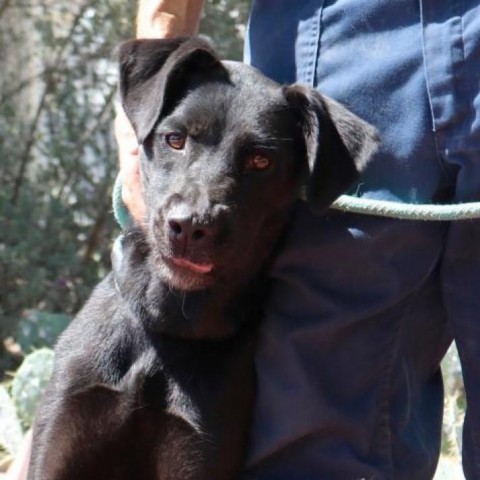 Lahey JuM, an adoptable Great Dane & Black Labrador Retriever Mix in Austin, TX_image-6