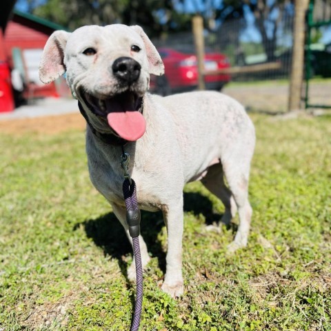 Claire, an adoptable Mixed Breed in Lake Panasoffkee, FL_image-1