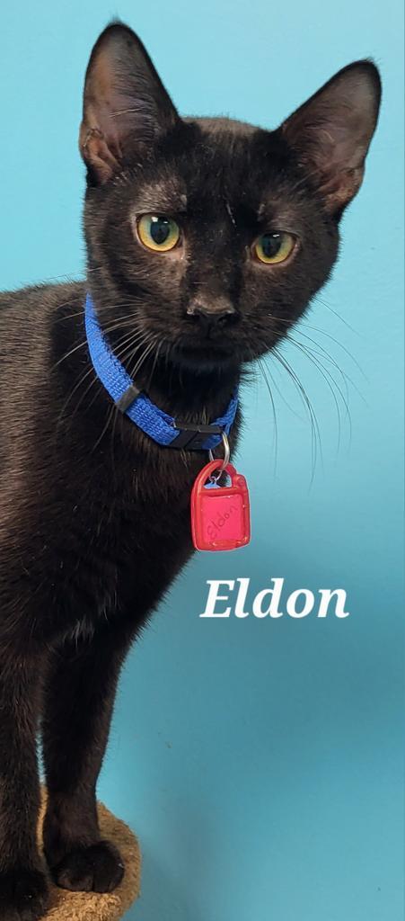 Eldon, an adoptable Domestic Short Hair in Kendallville, IN_image-1