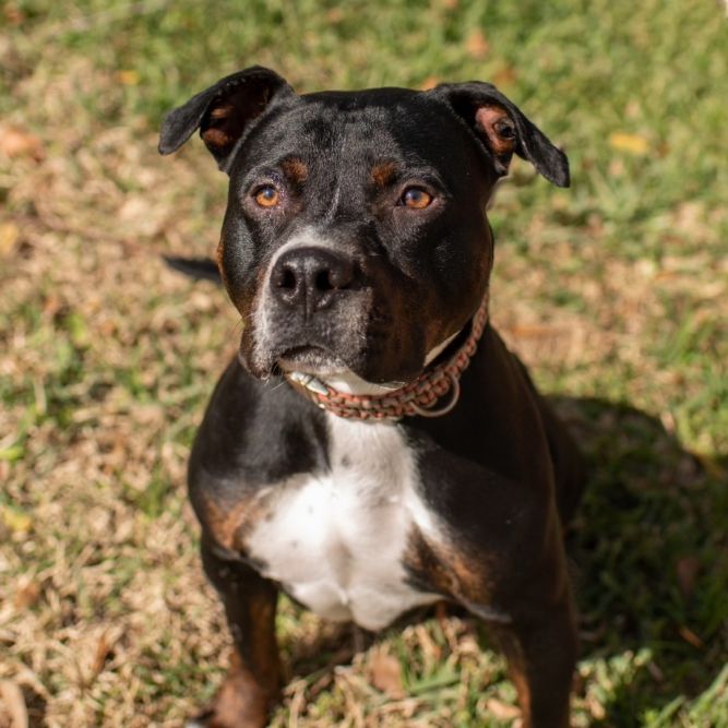 Chapo (great snuggler!)