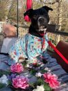 Chapo (great snuggler!)