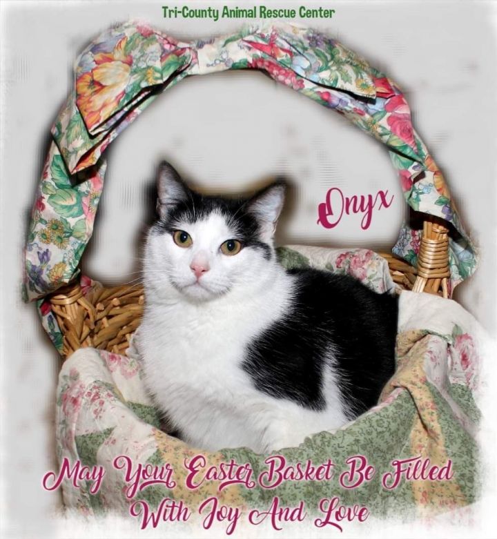 Onyx, an adoptable Domestic Short Hair in Shippenville, PA_image-6