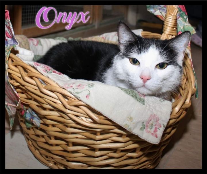 Onyx, an adoptable Domestic Short Hair in Shippenville, PA_image-1