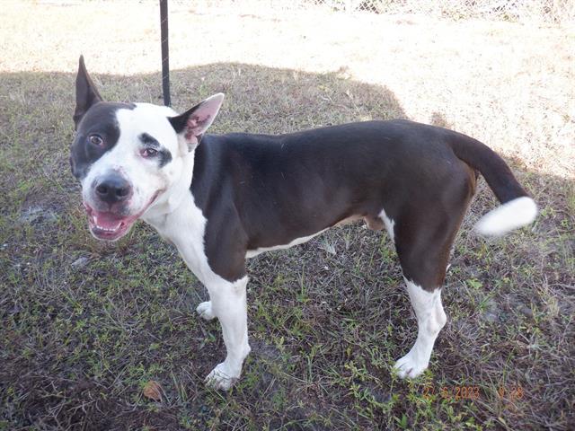 Dog for adoption - BATMAN, an American Bulldog in Miami, FL | Petfinder