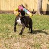 Danny 2.0 (foster to adopt)