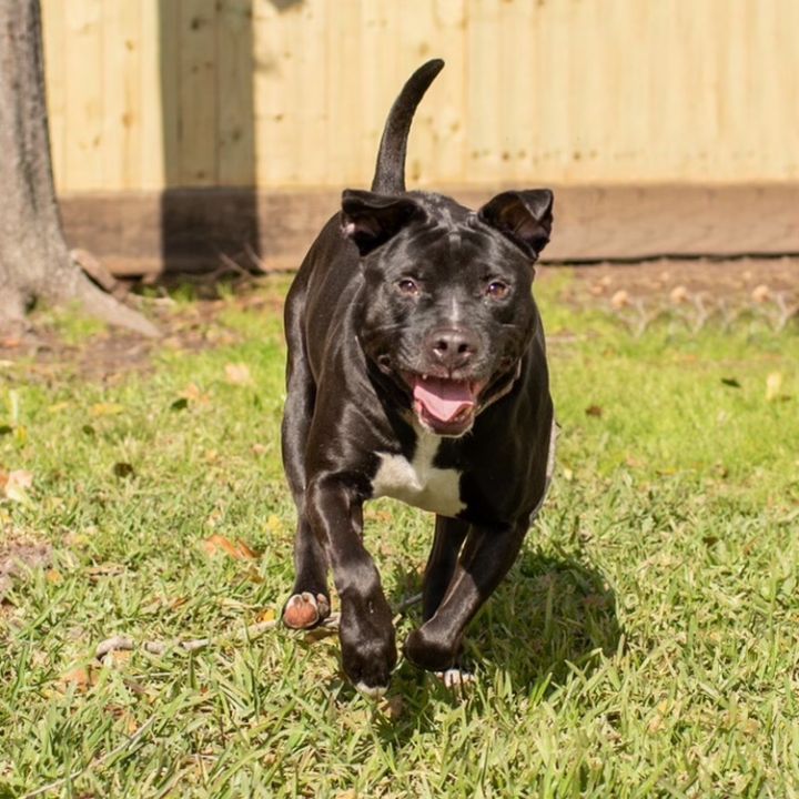 Danny 2.0 (foster to adopt) 3