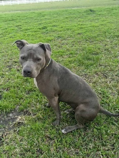 Bella (foster to adopt) 3
