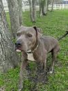 Bella (foster to adopt)
