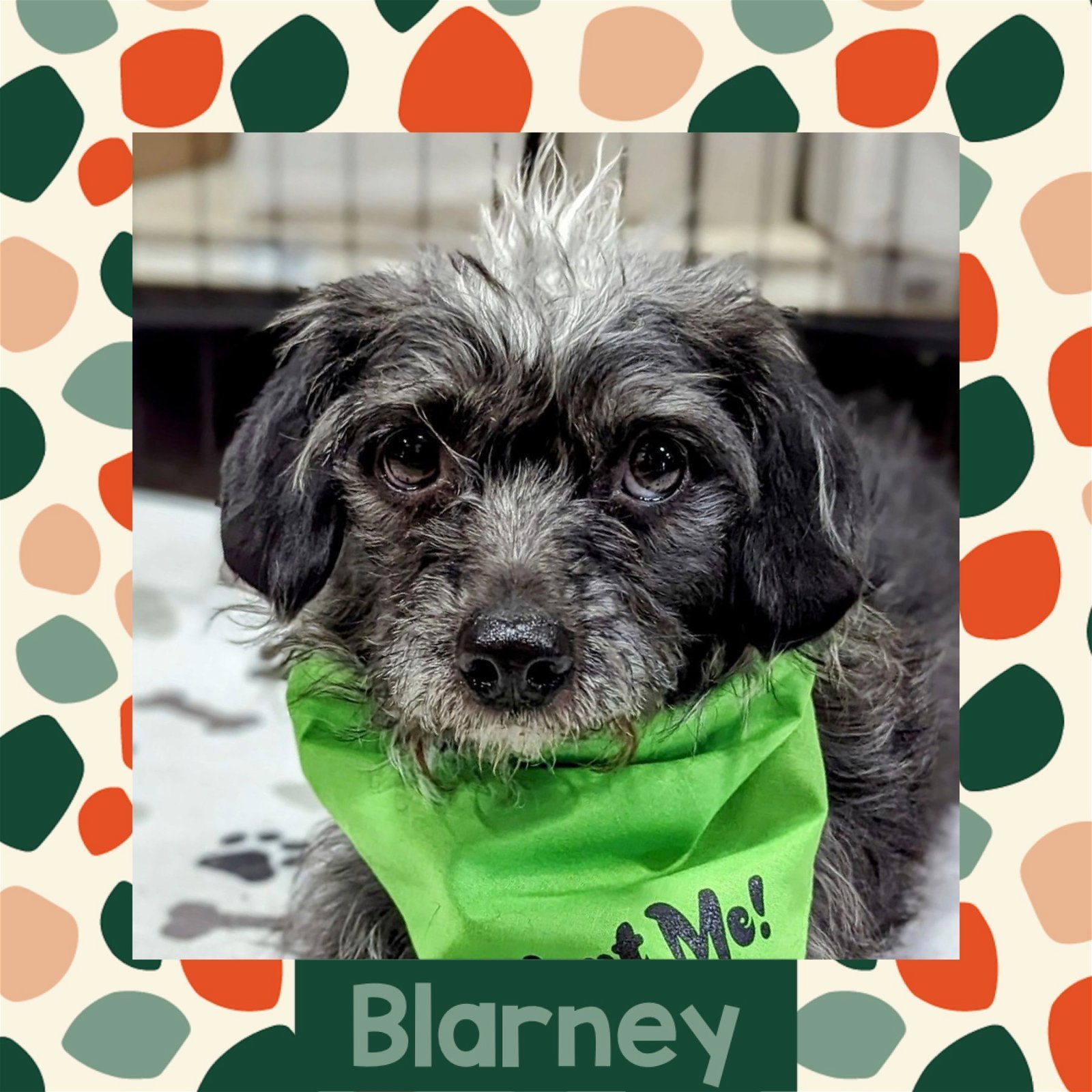 Blarney, an adoptable Terrier, Shih Tzu in Littleton, CO, 80130 | Photo Image 1