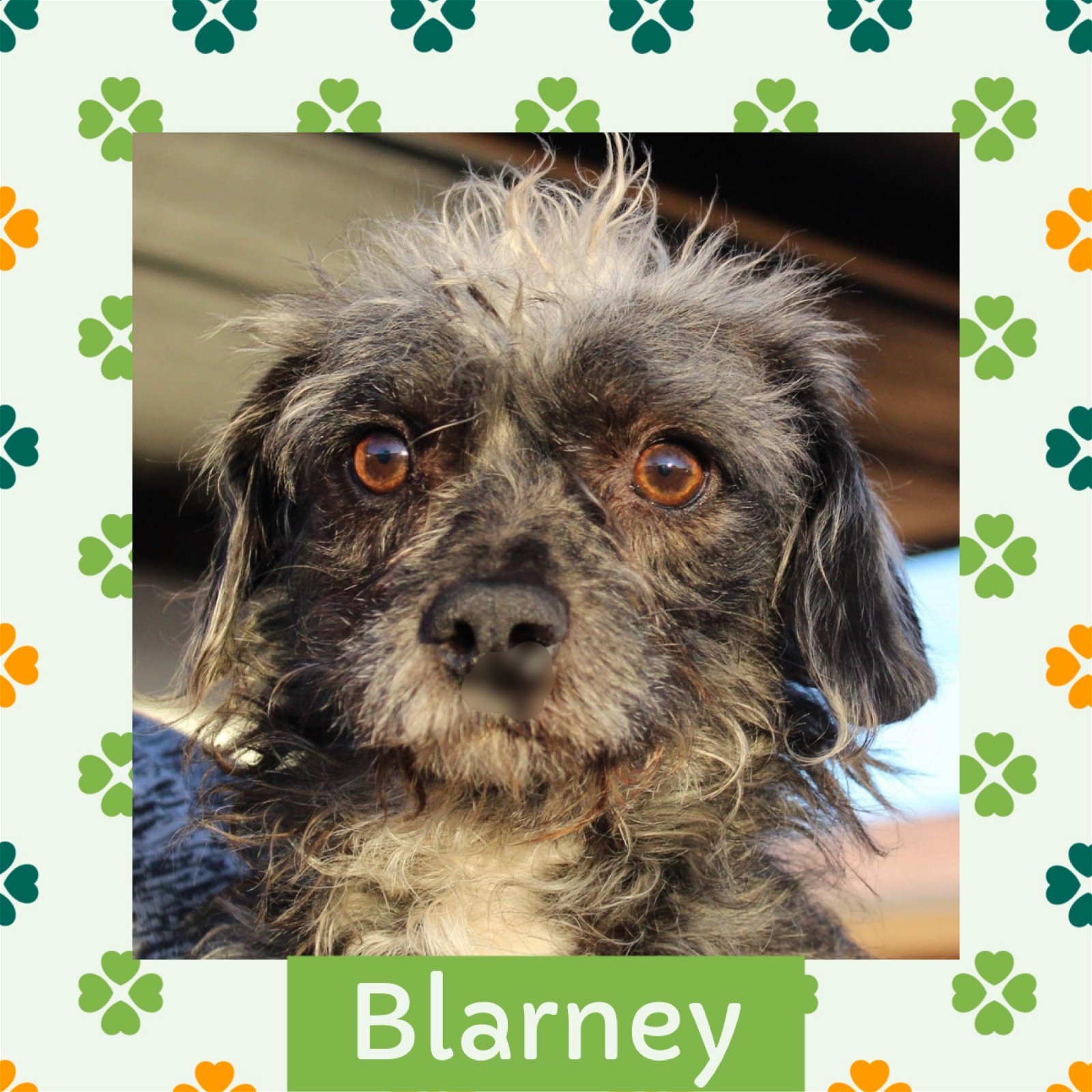 Blarney, an adoptable Terrier, Shih Tzu in Littleton, CO, 80130 | Photo Image 2