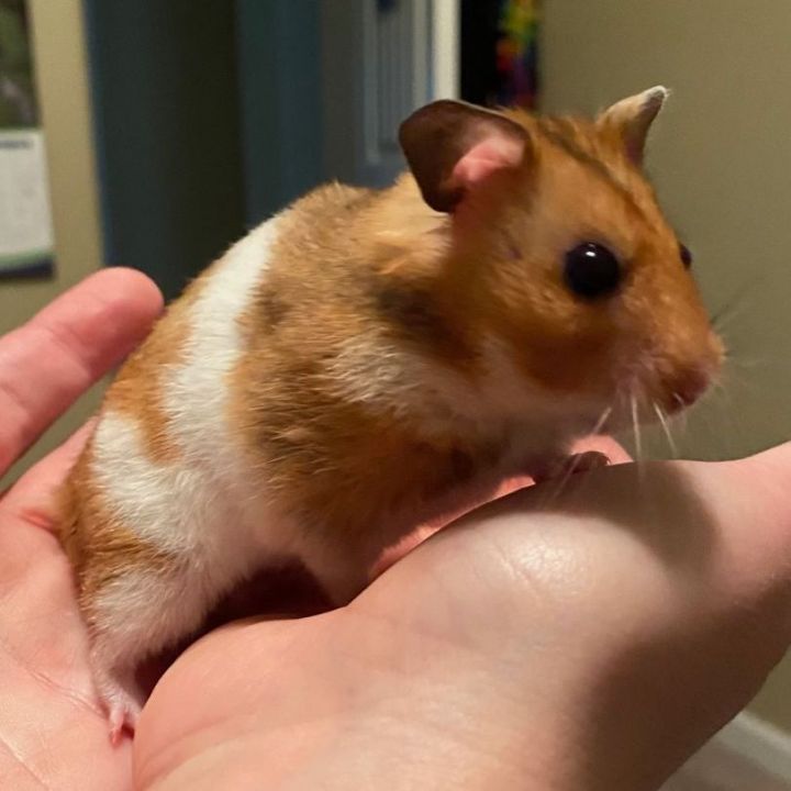 Danish, an adoptable Hamster in Olympia, WA_image-3