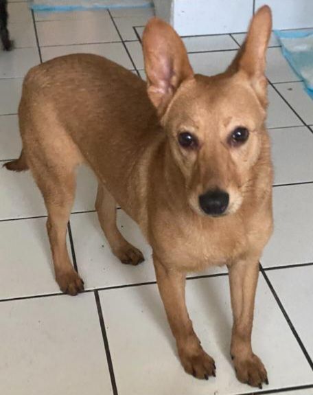 Chihuahua hound sales mix puppy