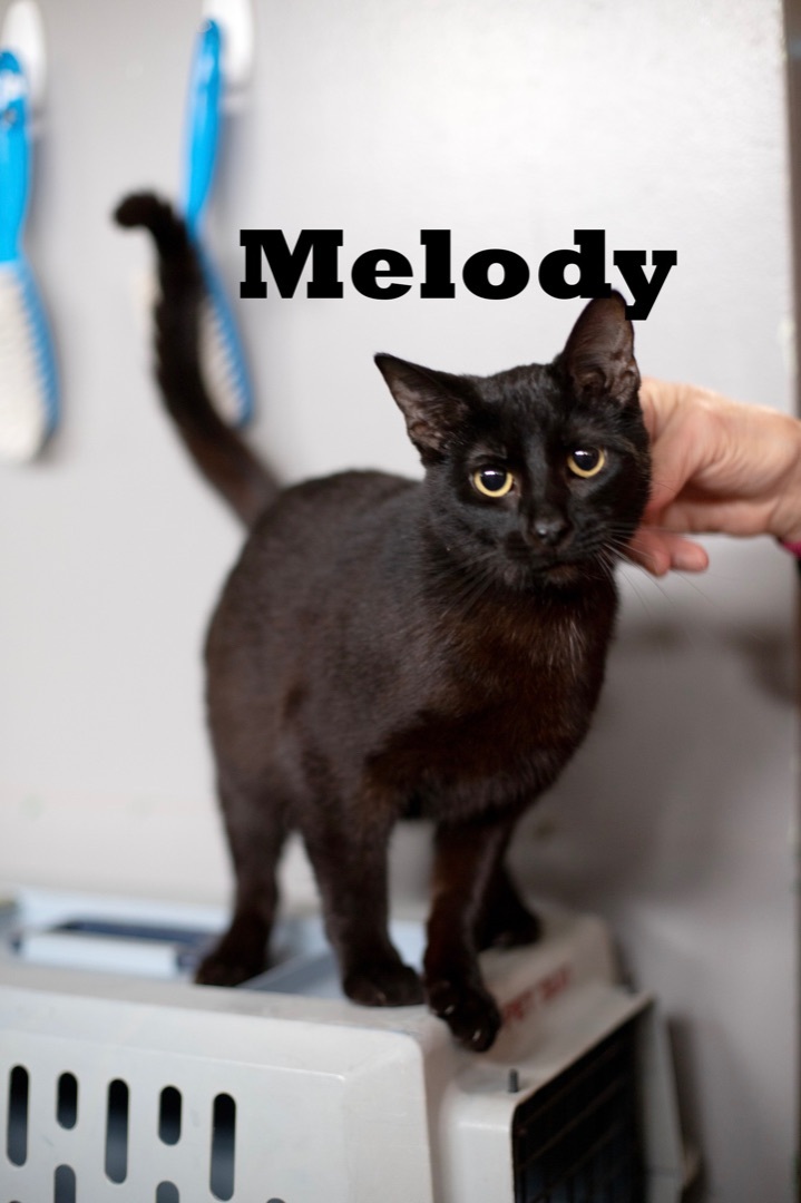 Melody, an adoptable Domestic Short Hair in Macomb, IL_image-1