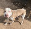 Titus (foster to adopt)