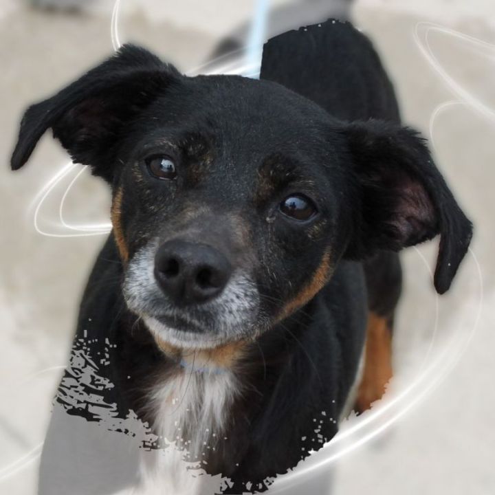 DeeDee, an adoptable Terrier Mix in Amelia, OH_image-1