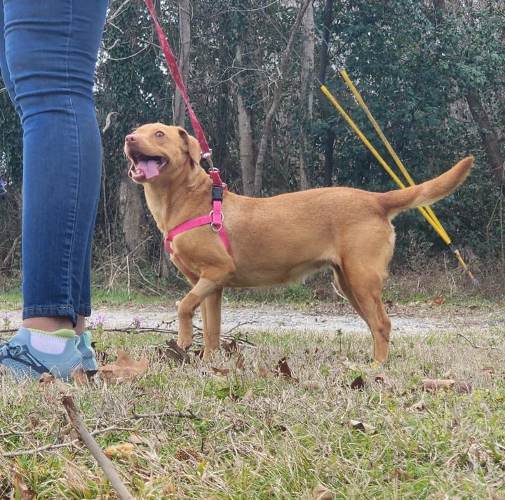 French Fry (Frenchie), an adoptable Dachshund & Chihuahua Mix in Milledgeville, GA_image-3