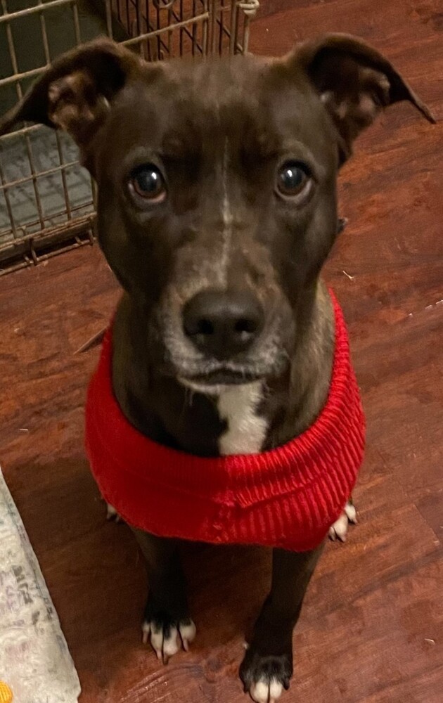 Roxy (CP), an adoptable Labrador Retriever & Terrier Mix in Dallas, TX_image-1
