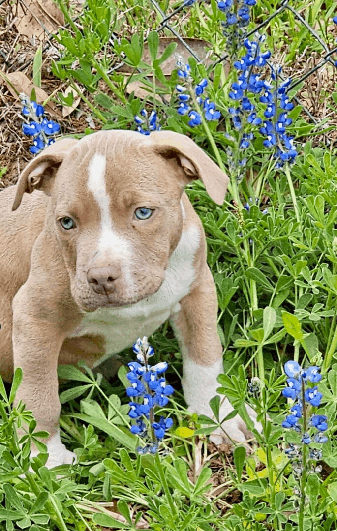 Cosmos, an adopted American Bulldog & Pit Bull Terrier Mix in Cypress, TX_image-1