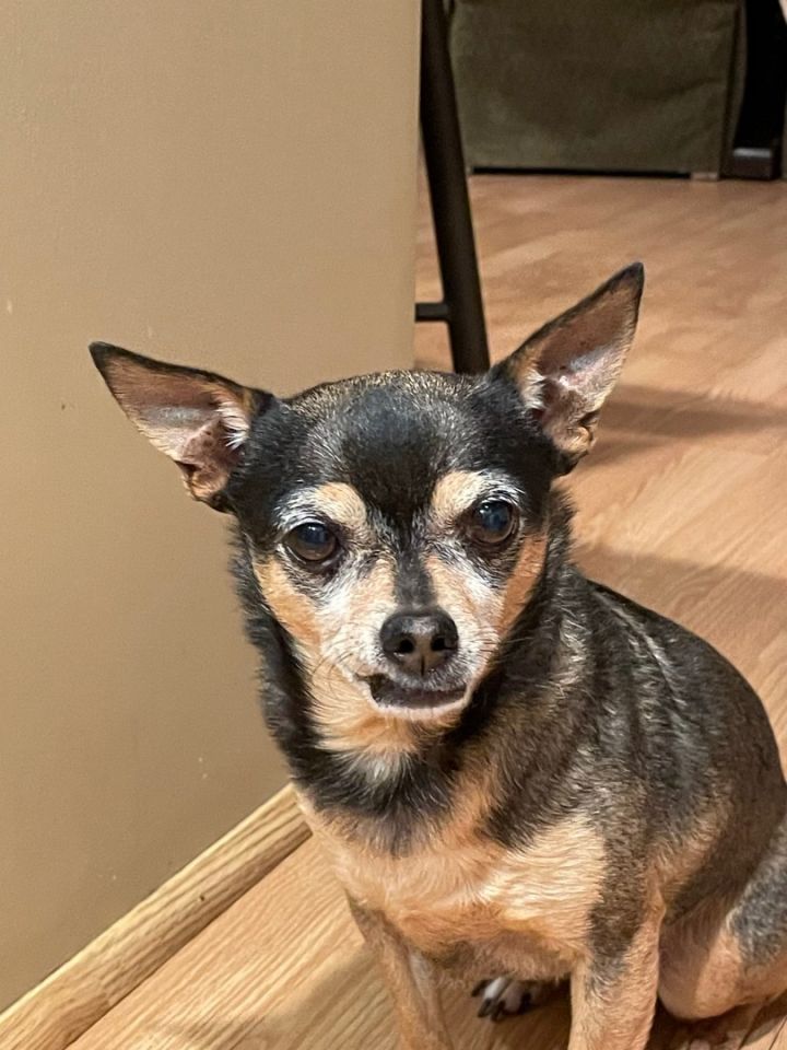 Dog for adoption - Hula , a Chihuahua in Tampa, FL | Petfinder