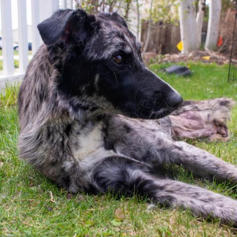 Hula, an adoptable Catahoula Leopard Dog in West Jordan, UT, 84084 | Photo Image 2