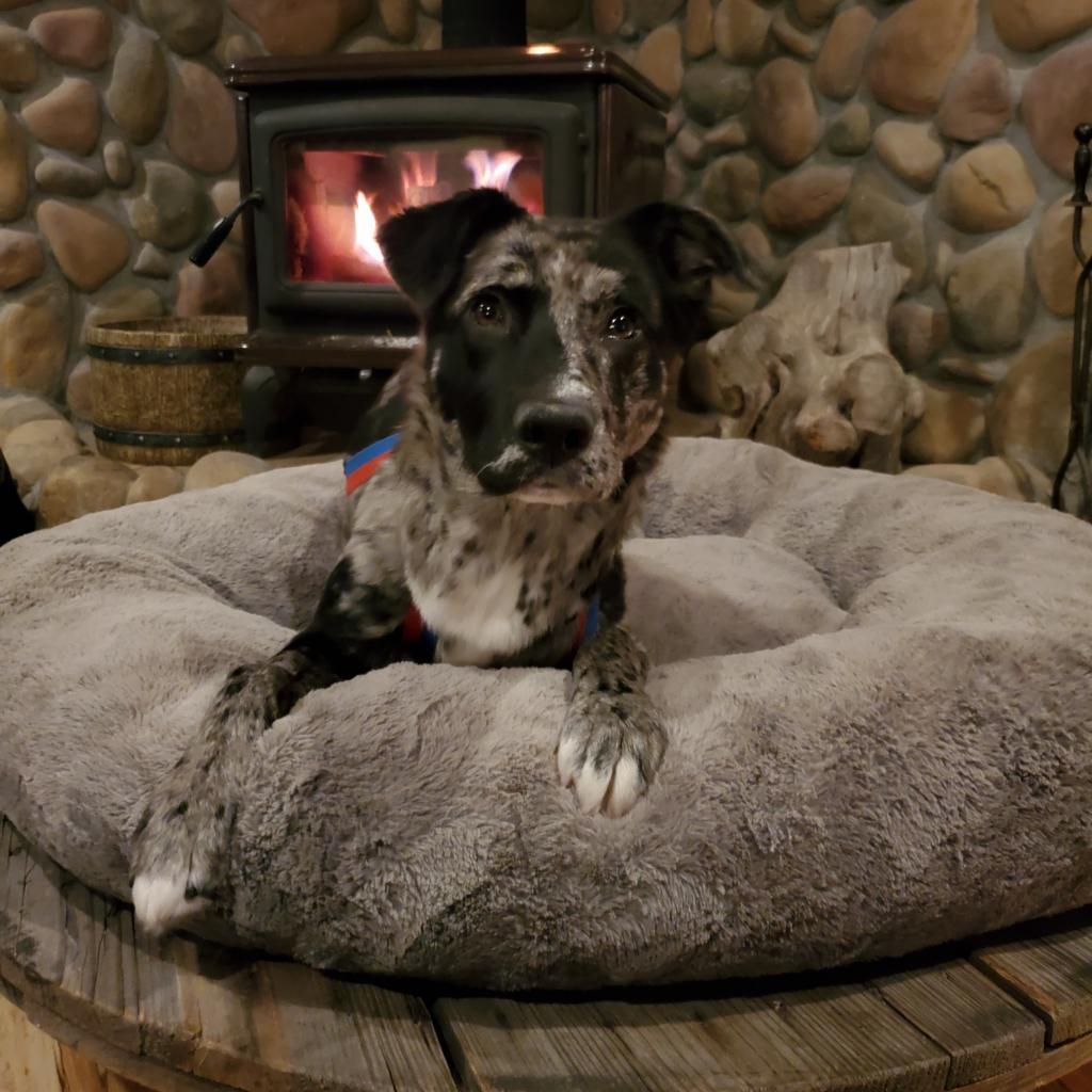 Hula, an adoptable Catahoula Leopard Dog in West Jordan, UT, 84084 | Photo Image 3