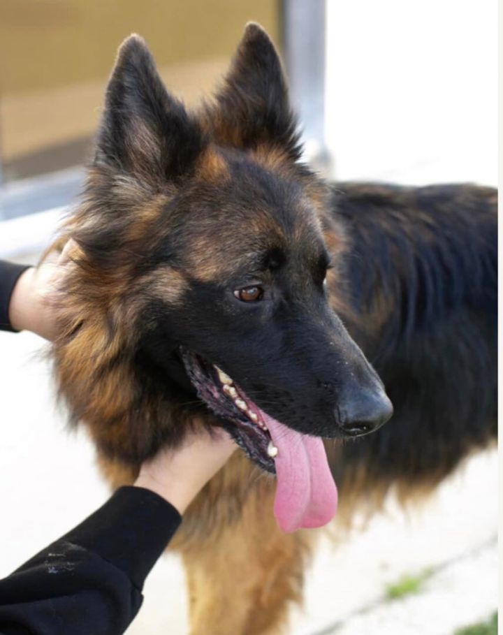 Micah, an adoptable German Shepherd Dog in Cypress, TX_image-2