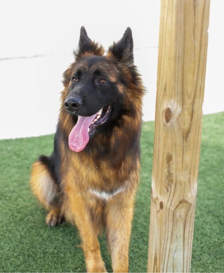 Micah, an adoptable German Shepherd Dog in Cypress, TX_image-3