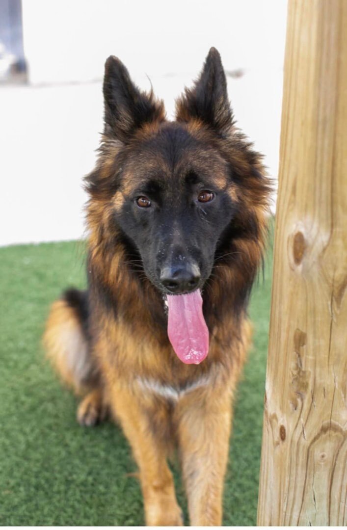 Micah, an adoptable German Shepherd Dog in Cypress, TX_image-4