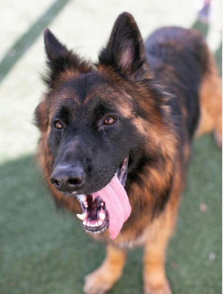 Micah, an adoptable German Shepherd Dog in Cypress, TX_image-5