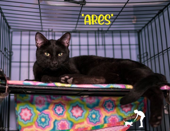 Ares, an adoptable Domestic Short Hair in Centerville, UT_image-1