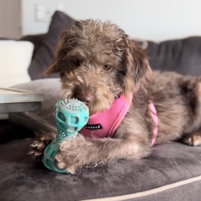 Coco Loco, an adopted Poodle & Labradoodle Mix in Rochester, NY_image-1