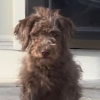 Coco Loco, an adopted Poodle & Labradoodle Mix in Rochester, NY_image-2
