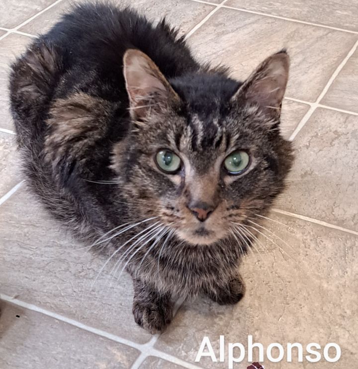 Alphonso 1