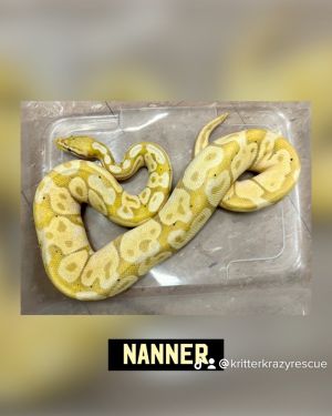 Nanner 