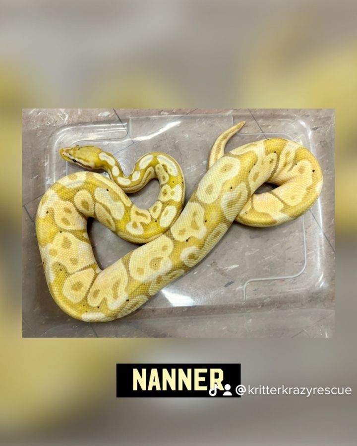Nanner  1